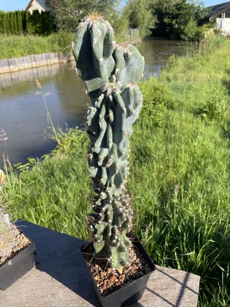 Cereus peruvianus monstrosus
